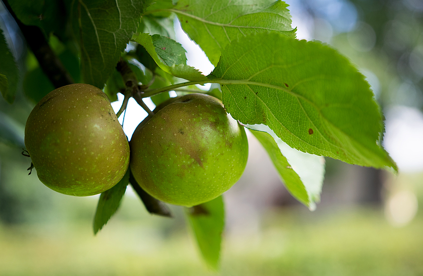 Frischer geht es nicht: Wer möchte, kann die Äpfel direkt von den gemeindeeigenen Bäumen pflücken und genießen.