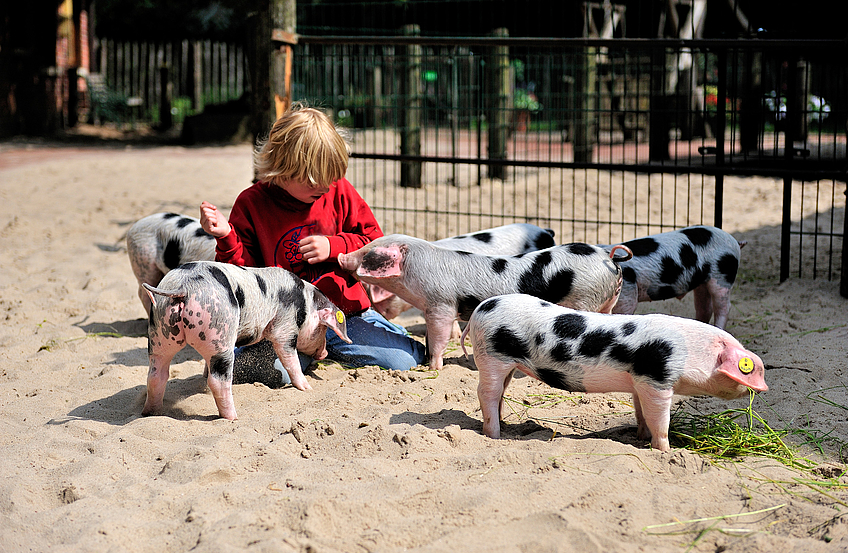 Bei Kindern sehr beliebt: der Ferkelstreichelzoo im Tierpark Nordhorn. Foto Franz Frieling / Tierpark Nordhorn