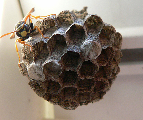 Wespennest (Quelle: wikimedia.org / PD)