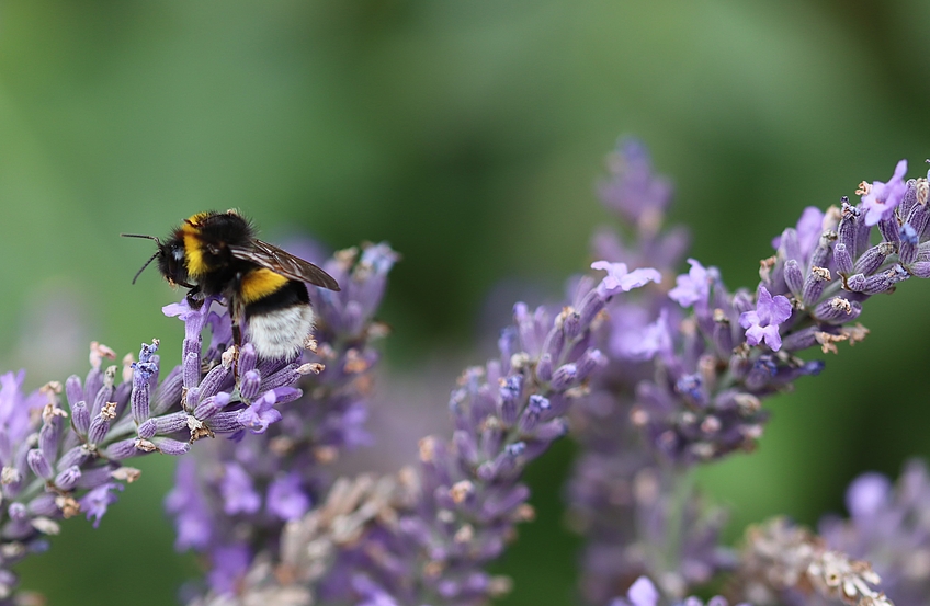 "Hummel auf Lavendel" - Fotograf: Timo Langemeyer