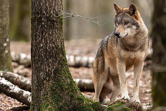 Ein Wolf im Wald.
