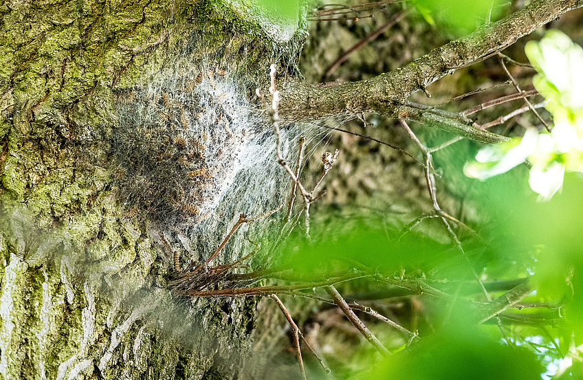 Ein von einem Gespinst bedecktes Nest des Eichenprozessionsspinners.
