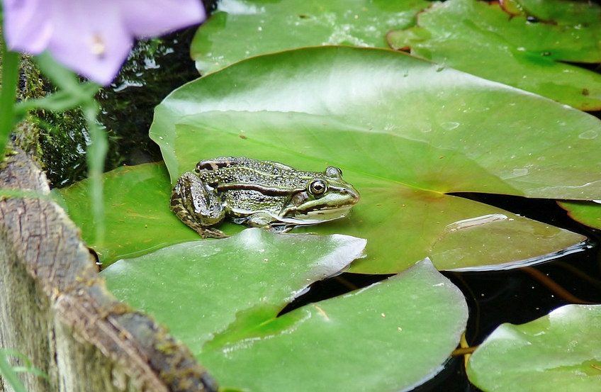 "Teichfrosch im Weinfass" - Fotografin: Karin Bretheuer