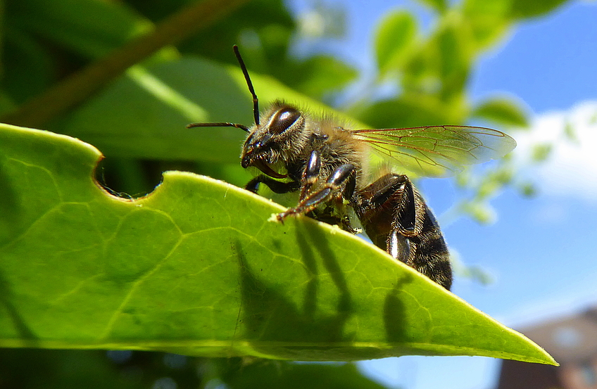 Platz 5: "Wildbiene" - Fotografin: Marianne Steiner