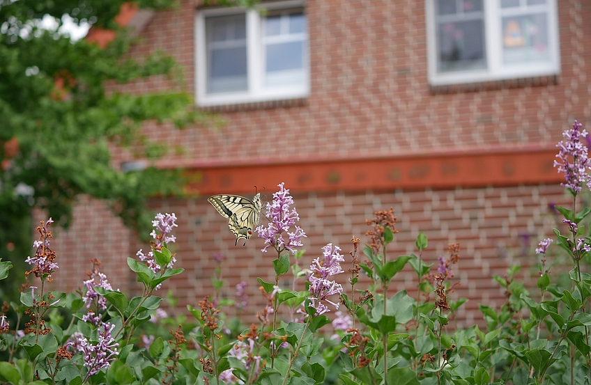 Platz 1: "Schwalbenschwanz" - Fotografin: Gerda Cornelsen