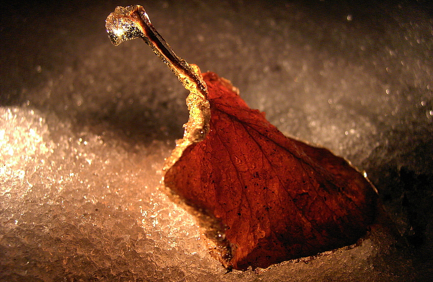 Platz 4: "Eingefrorenes Blatt im Winter" - Fotograf: Michael Braß