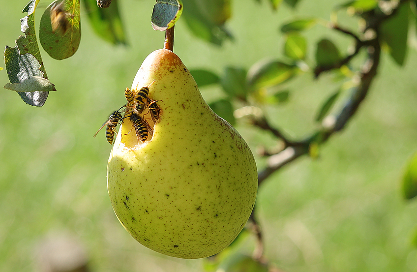 Platz 2: "Wespen bei der Birnenernte im September" - Fotograf: Dirk Wichmann